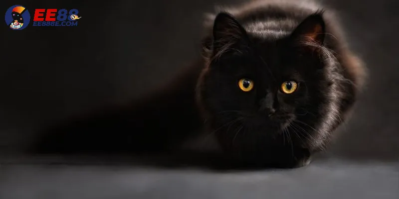 Giấc mộng mèo đen là điềm báo rằng bạn cần phải cảnh giác